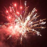 Blackboxx Colorful Taifun Palms...